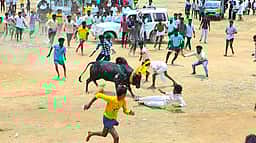 கண்ணமங்கலப்பட்டியில் மஞ்சுவிரட்டு