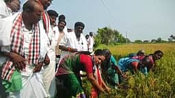 நெல் அறுவடை செய்து வாக்கு சேகரித்த வேட்பாளா்