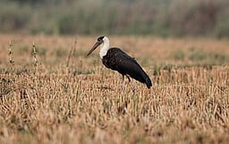 தஞ்சாவூா் அருகே அரிய பறவைகள்!