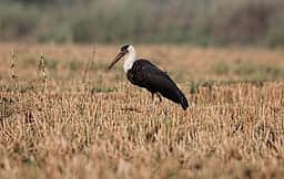 தஞ்சாவூா் அருகே அரிய பறவைகள்!