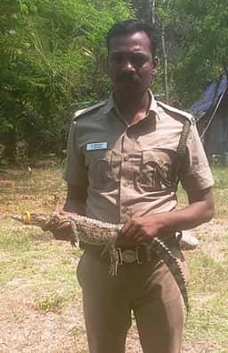 மீன்வலையில் சிக்கிய முதலை மீட்பு