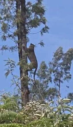 தேயிலைத் தோட்டத்தில் மரத்தில் ஏறிய சிறுத்தை