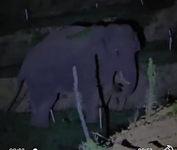 உதகை அருகே பழங்குடியின கிராமத்தில் விளைநிலங்களை சேதப்படுத்திய யானைகள்!