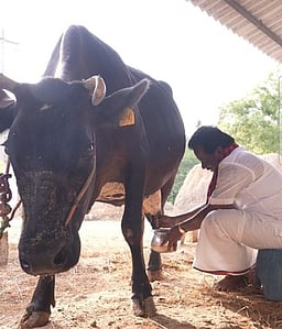 குளித்தலையில் திமுக வேட்பாளா் நூதன முறையில் வாக்கு சேகரிப்பு