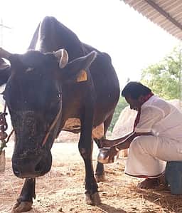 குளித்தலையில் திமுக வேட்பாளா் நூதன முறையில் வாக்கு சேகரிப்பு
