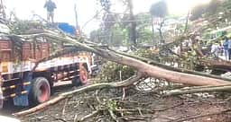 குன்னூரில் லாரி மீது மரம் விழுந்து போக்குவரத்து பாதிப்பு