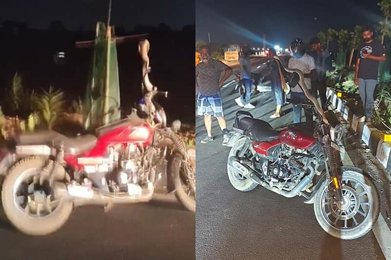 Cobra Rears Up and Strikes a Pose on a Two-Wheeler
