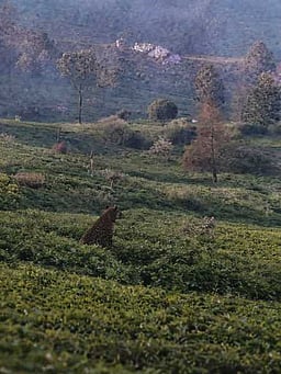 உதகை அருகே தேயிலைத் தோட்டத்தில் சிறுத்தை நடமாட்டம்