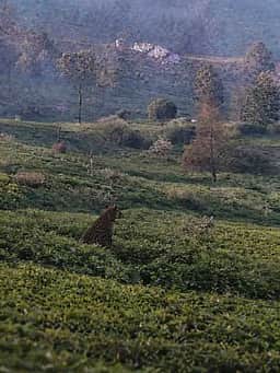 உதகை அருகே தேயிலைத் தோட்டத்தில் சிறுத்தை நடமாட்டம்