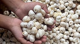 ஈரான் போரால், ஊட்டச்சத்து நிறைந்த மக்கானாவுக்கு வந்த நிலை?