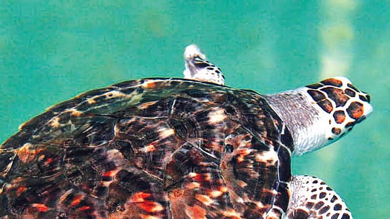 Turtle