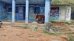 கவுஞ்சி ரேஷன் கடை வளாகத்தில்
கட்டப்படும் மாடுகளால் சுகாதாரக்கேடு