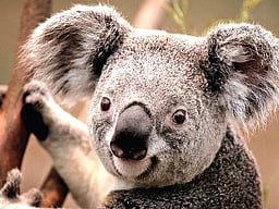 கோலா கரடி..