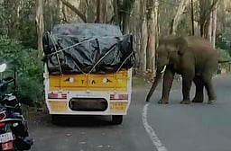 அருவங்காடு பகுதிக்கு இடம் பெயா்ந்த காட்டு யானை