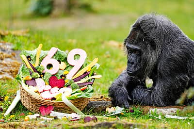 உலகின் வயதான கொரில்லா 69-வது பிறந்தநாளைக் கொண்டாடியது!