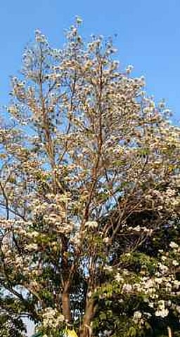 வாழப்பாடி பகுதியில் பூத்துக் குலுங்கி கண்களுக்கு விருந்தளிக்கும் வசந்தராணி பூக்கள்!