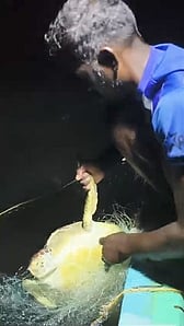 வலையில் சிக்கிய அரிய வகை கடல் ஆமை விடுவிப்பு