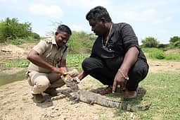 மீன் வளா்ப்பு குட்டையில் 
முதலை மீட்பு