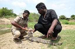 மீன் வளா்ப்பு குட்டையில்
முதலை மீட்பு