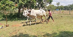 தஞ்சாவூா் மாவட்டத்தில் நல்லோ் பூட்டும் விழா