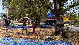 வாழப்பாடி பகுதி கிராமங்களில் புளி அறுவடைப் பணிகள் தீவிரம்