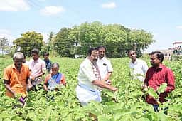 கத்திரியை அறுவடைச் செய்து அதிமுக வேட்பாளா் பிரசாரம்