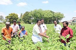 கத்திரியை அறுவடைச் செய்து அதிமுக வேட்பாளா் பிரசாரம்