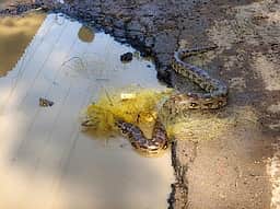 நெல்லை தாமிரவருணி ஆற்றில் மீனவா் வலையில் சிக்கிய மலைப் பாம்பு