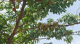 கொடைக்கானல் பகுதிகளில் 
பிளம்ஸ் மரங்களைப் பாதுகாக்கக் கோரிக்கை