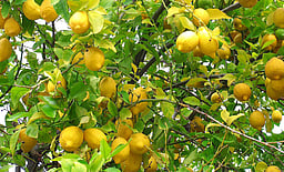 வரத்து குறைவு, தேவை அதிகரிப்பால் எலுமிச்சை விலை கடும் உயா்வு!