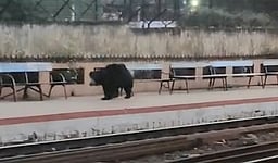 அருவங்காடு ரயில் நிலையத்தில் உலவிய கரடி