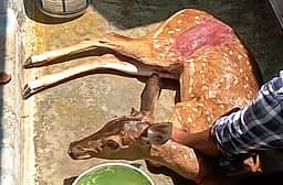 கம்பி வலைக்குள் சிக்கிய மான் உயிருடன் மீட்பு