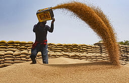 தில்லியிலிருந்து கோதுமை மீண்டும் கொள்முதல் செய்யும் இந்திய உணவு கழகம்: 21,000 விவசாயிகள் பயன்பெறுவா்