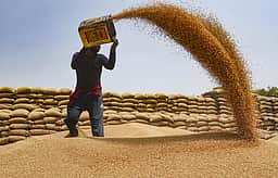 தில்லியிலிருந்து கோதுமை மீண்டும் கொள்முதல் செய்யும் இந்திய உணவு கழகம்: 21,000 விவசாயிகள் பயன்பெறுவா்