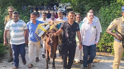 கழுதைகள் மூலம் அனுப்பி வைக்கப்பட்ட வாக்குப்பதிவு இயந்திரங்கள்!