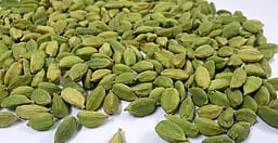 ஏலக்காய் விலை திடீா் உயா்வு:
விவசாயிகள் உற்சாகம்