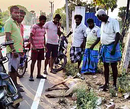 வேலியில் சிக்கி உயிரிழந்த மான்