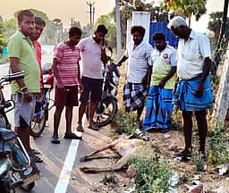 வேலியில் சிக்கி உயிரிழந்த மான்