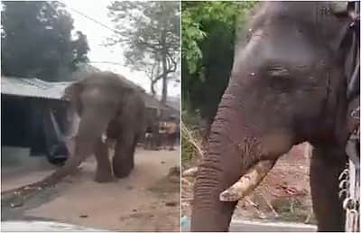 வாக்குச்சாவடியில் நுழைந்த யானை: வாக்குப் பதிவு தாமதம்!