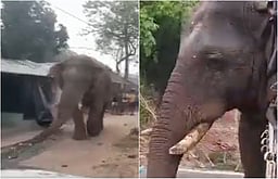 வாக்குச்சாவடியில் நுழைந்த யானை: வாக்குப் பதிவு தாமதம்!