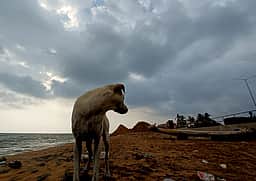 காக்கிநாடா குழந்தை மாயம்! வீட்டு நாயின் தடயவியல் அறிக்கையாவது முடிச்சை அவிழ்க்குமா?