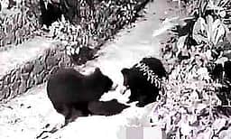 குடியிருப்பு பகுதியில் கரடிகள்: பிடிக்க வனத்துறை தீவிரம்