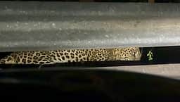 வன விலங்குகளை தொந்தரவு செய்தால் நடவடிக்கை: வனத் துறை எச்சரிக்கை