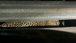 வன விலங்குகளை தொந்தரவு செய்தால் நடவடிக்கை: வனத் துறை எச்சரிக்கை