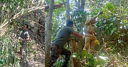 குடியிருப்புப் பகுதியில் கரடிகள் நடமாட்டம்: கேமராக்கள் பொருத்திய வனத் துறை