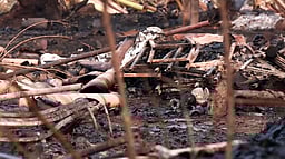 கேரள பட்டாசு வெடி விபத்து: மேலும் சில உடல் பாகங்கள் கண்டெடுப்பு