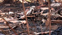 கேரள பட்டாசு வெடி விபத்து: மேலும் சில உடல் பாகங்கள் கண்டெடுப்பு