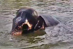 குளத்தில் குளித்து குதூகலமாக ஆட்டம் போட்ட திருநள்ளாறு கோயில் யானை!