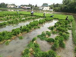 கும்பகோணம் பகுதிகளில் 
முன்பட்ட குறுவை சாகுபடி பணிகள் தொடக்கம்