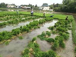 கும்பகோணம் பகுதிகளில்
முன்பட்ட குறுவை சாகுபடி பணிகள் தொடக்கம்